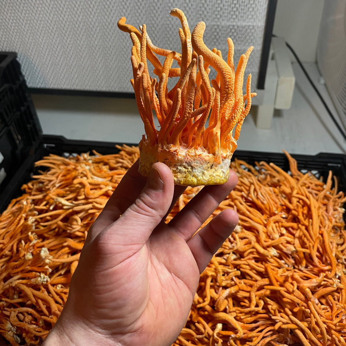 Hodgins Harvest Cordyceps Dual Extract Tincture